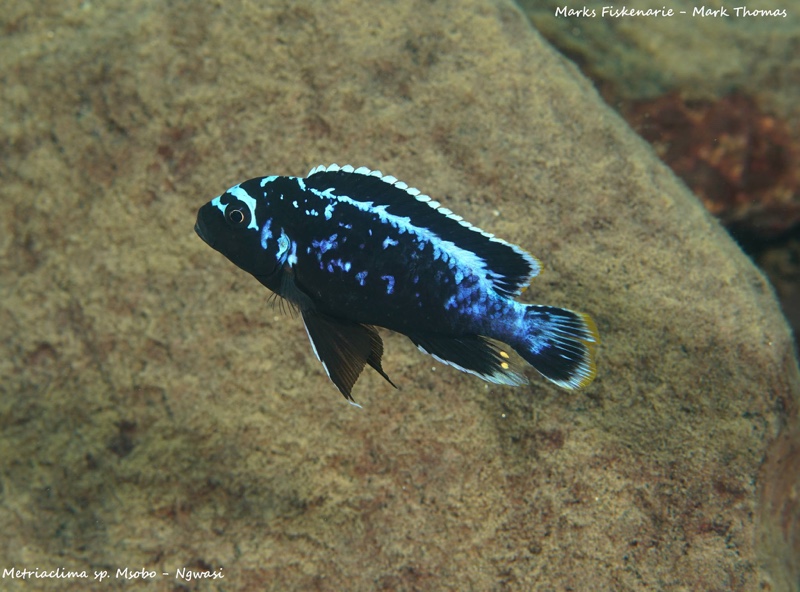 Maylandia sp. 'msobo' Ngwasi